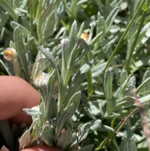 Coronidium monticola at Kosciuszko National Park, NSW - 21 Jan 2022