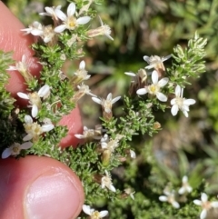 Olearia algida (Alpine Daisy Bush) at Kosciuszko National Park - 21 Jan 2022 by Ned_Johnston