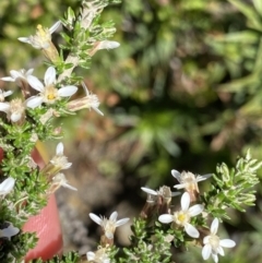 Olearia algida at Geehi, NSW - 21 Jan 2022 03:46 PM