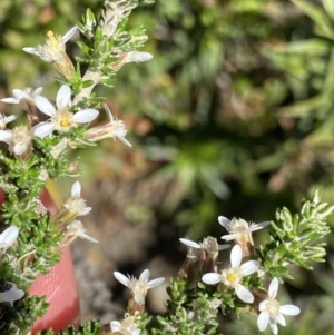 Olearia algida at Geehi, NSW - 21 Jan 2022 03:46 PM