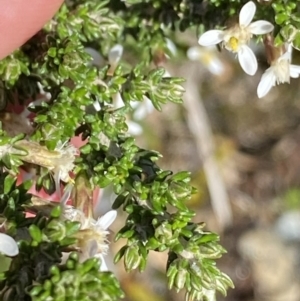 Olearia algida at Geehi, NSW - 21 Jan 2022 03:46 PM