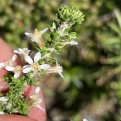 Olearia algida at Geehi, NSW - 21 Jan 2022 03:46 PM