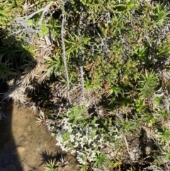 Olearia algida at Geehi, NSW - 21 Jan 2022 03:46 PM