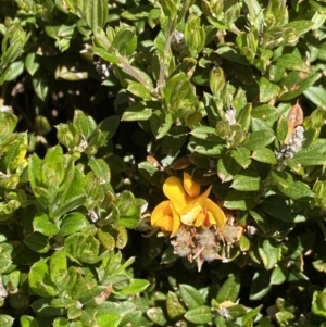 Podolobium alpestre at Kosciuszko National Park, NSW - 21 Jan 2022