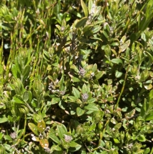 Podolobium alpestre at Kosciuszko National Park, NSW - 21 Jan 2022