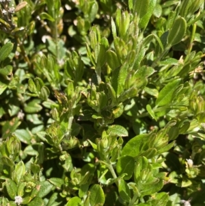 Podolobium alpestre at Kosciuszko National Park, NSW - 21 Jan 2022