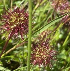 Acaena novae-zelandiae (Bidgee Widgee) at Kosciuszko National Park, NSW - 21 Jan 2022 by Ned_Johnston