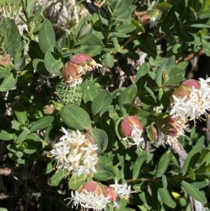 Pimelea ligustrina subsp. ciliata at Kosciuszko, NSW - 21 Jan 2022