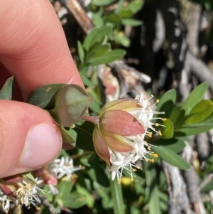 Pimelea ligustrina subsp. ciliata at Kosciuszko, NSW - 21 Jan 2022 03:34 PM