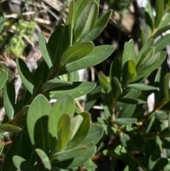 Pimelea ligustrina subsp. ciliata at Kosciuszko, NSW - 21 Jan 2022