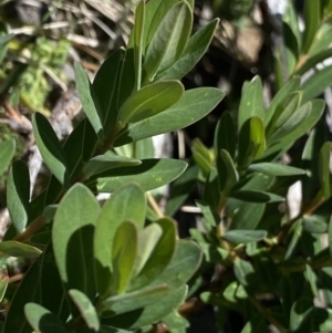 Pimelea ligustrina subsp. ciliata at Kosciuszko, NSW - 21 Jan 2022 03:34 PM