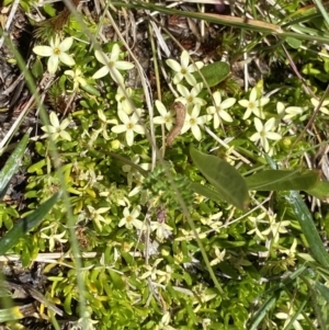 Stackhousia pulvinaris at Kosciuszko, NSW - 21 Jan 2022