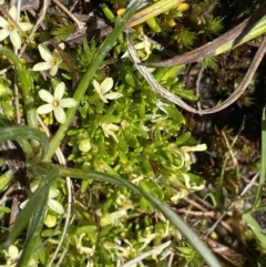 Stackhousia pulvinaris at Kosciuszko, NSW - 21 Jan 2022