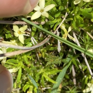 Stackhousia pulvinaris at Kosciuszko, NSW - 21 Jan 2022