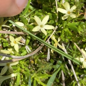 Stackhousia pulvinaris at Kosciuszko, NSW - 21 Jan 2022