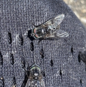 Tabanidae (family) at Kosciuszko, NSW - 21 Jan 2022 03:05 PM