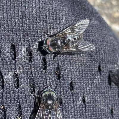 Tabanidae (family) (Unidentified march or horse fly) at Kosciuszko National Park - 21 Jan 2022 by Ned_Johnston