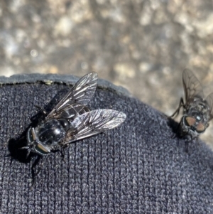 Tabanidae (family) at Kosciuszko, NSW - 21 Jan 2022