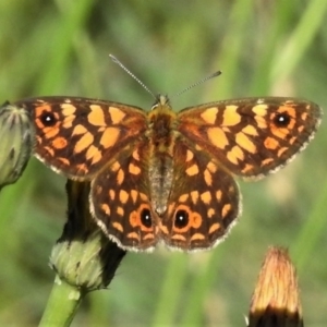 Oreixenica orichora at Cotter River, ACT - 27 Jan 2022