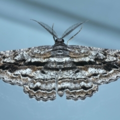 Scioglyptis chionomera (Grey Patch Bark Moth) at Ainslie, ACT - 25 Jan 2022 by jbromilow50