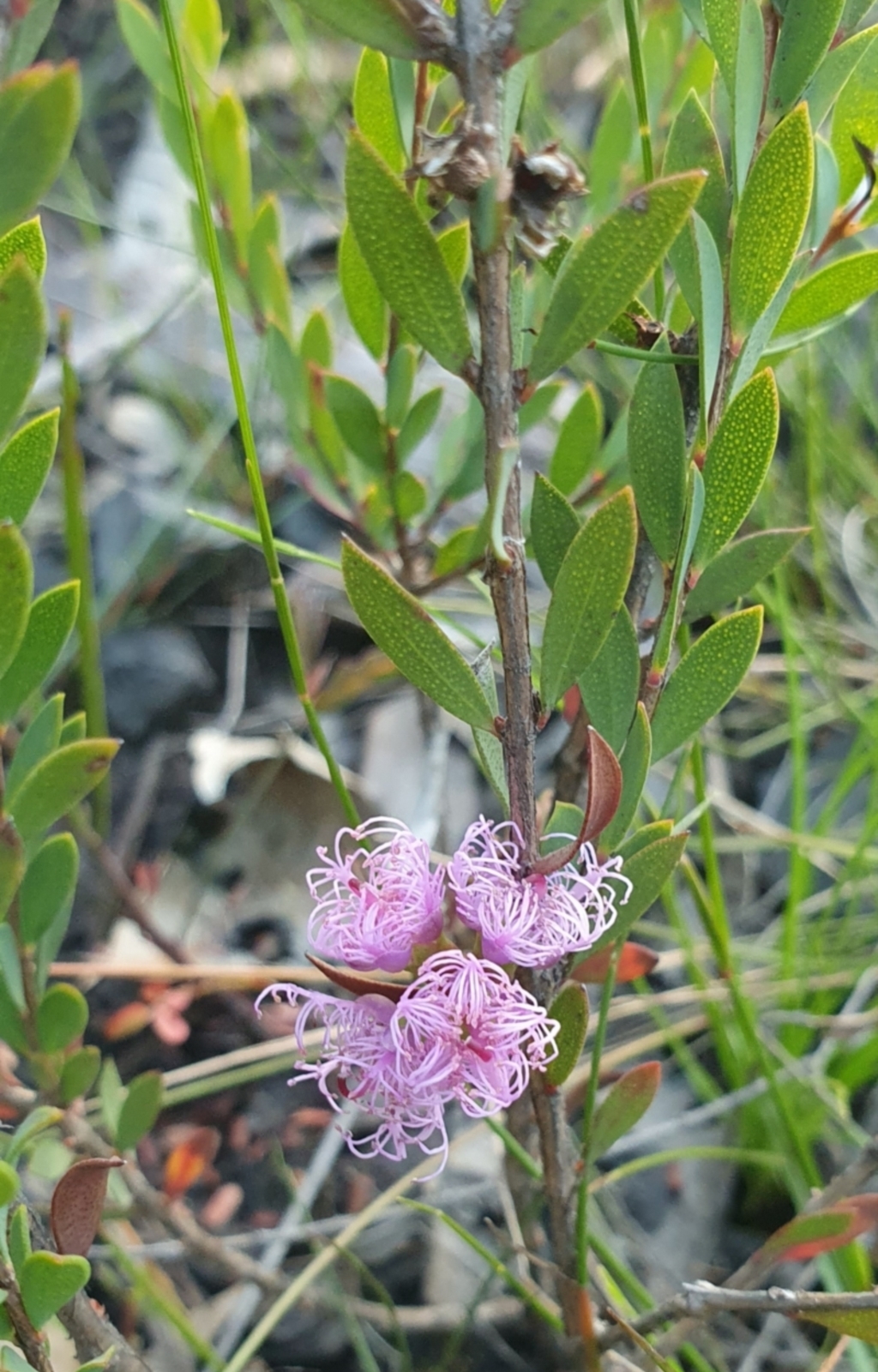 Melaleuca thymifolia at Vincentia, NSW - 28 Jan 2022
