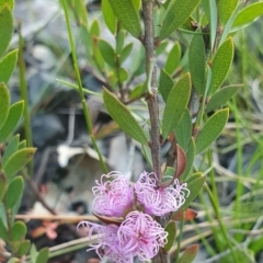 Melaleuca thymifolia (Thyme honey-myrtle) at Vincentia, NSW - 28 Jan 2022 by Dollie