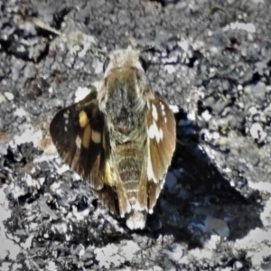 Trapezites phigalioides at Bimberi, NSW - 27 Jan 2022