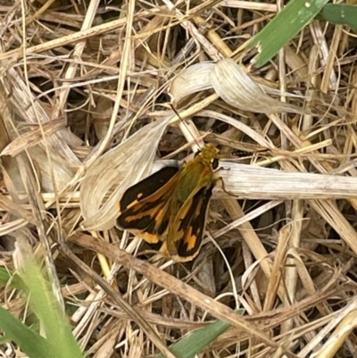 Ocybadistes walkeri (Green Grass-dart) at Griffith Woodland - 28 Jan 2022 by AlexKirk