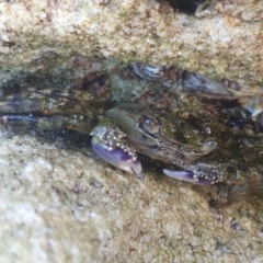 Leptograpsus variegatus at Jervis Bay, JBT - 27 Jan 2022 by Dollie