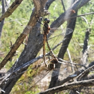 Hemicordulia australiae at Booderee National Park - 27 Jan 2022