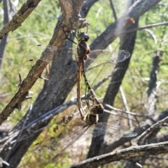 Unidentified Dragonfly (Anisoptera) (TBC) at Booderee National Park - 27 Jan 2022 by Dollie