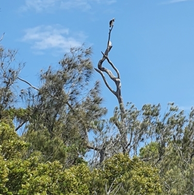 Pandion haliaetus (Osprey) at Woollamia, NSW - 28 Jan 2022 by Dollie