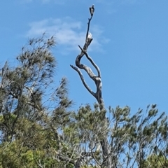 Pandion haliaetus at Woollamia, NSW - suppressed