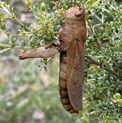 Goniaea australasiae (Gumleaf grasshopper) at Numeralla, NSW - 28 Jan 2022 by Steve_Bok