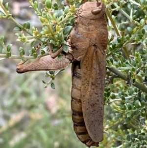 Goniaea australasiae at Numeralla, NSW - 28 Jan 2022 06:29 PM