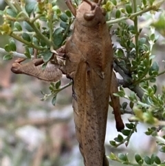 Goniaea australasiae at Numeralla, NSW - 28 Jan 2022