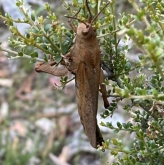 Goniaea australasiae at Numeralla, NSW - 28 Jan 2022 06:29 PM