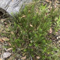 Melichrus urceolatus (Urn Heath) at Kybeyan State Conservation Area - 28 Jan 2022 by Steve_Bok