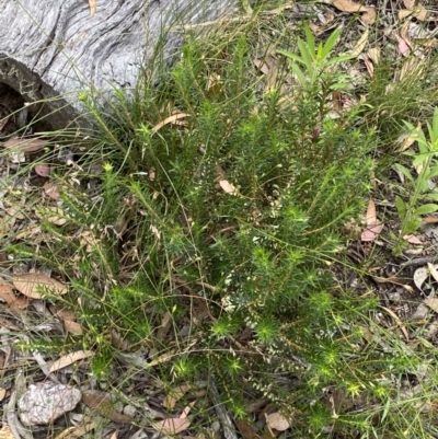 Melichrus urceolatus (Urn Heath) at Numeralla, NSW - 28 Jan 2022 by SteveBorkowskis