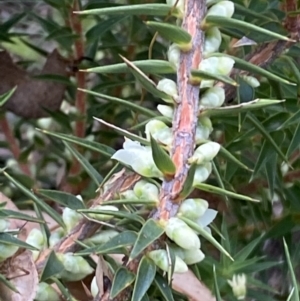 Melichrus urceolatus at Numeralla, NSW - 28 Jan 2022
