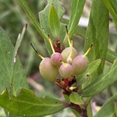 Persoonia silvatica (Forest Geebung) at Kybeyan State Conservation Area - 28 Jan 2022 by Steve_Bok