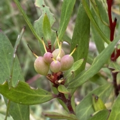 Persoonia silvatica at Numeralla, NSW - 28 Jan 2022