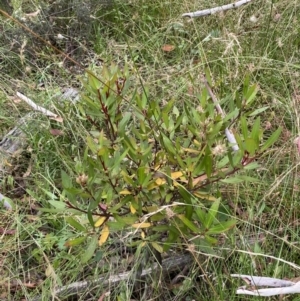 Persoonia silvatica at Numeralla, NSW - 28 Jan 2022 05:54 PM