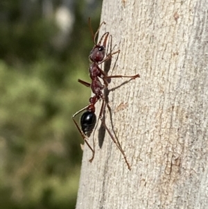 Myrmecia simillima at Numeralla, NSW - 28 Jan 2022 05:46 PM