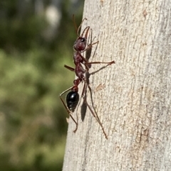 Myrmecia sp. (genus) (Bull ant or Jack Jumper) at Kybeyan State Conservation Area - 28 Jan 2022 by Steve_Bok