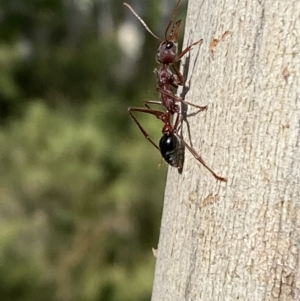 Myrmecia simillima at Numeralla, NSW - 28 Jan 2022