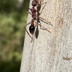 Myrmecia simillima at Numeralla, NSW - 28 Jan 2022 05:46 PM