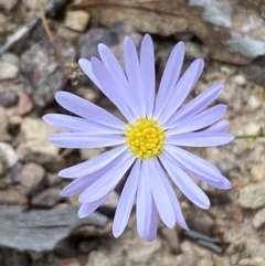 Brachyscome rigidula (Hairy Cut-leaf Daisy) at Numeralla, NSW - 28 Jan 2022 by SteveBorkowskis