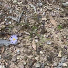 Brachyscome rigidula at Numeralla, NSW - 28 Jan 2022 05:47 PM