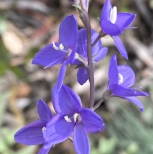 Veronica perfoliata at Numeralla, NSW - 28 Jan 2022